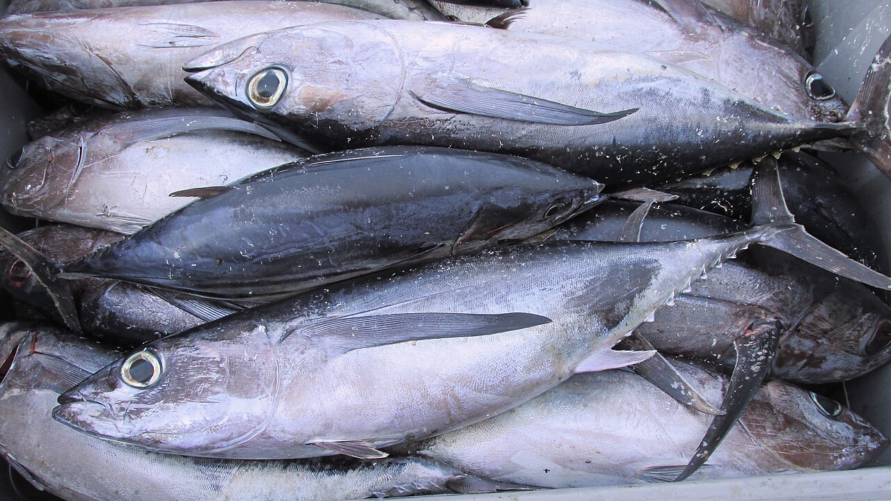 Albacore tuna surface feeding with birds working