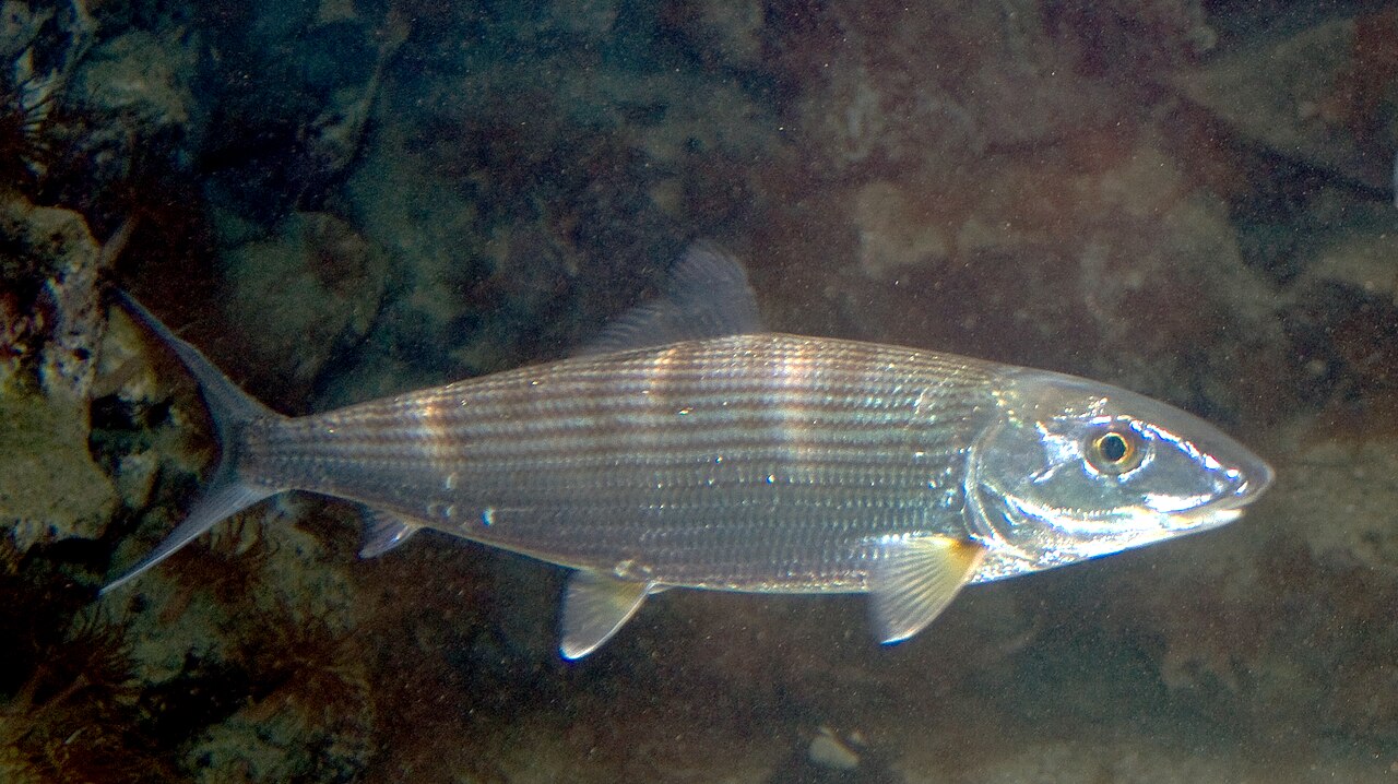 Wading and stripping line while bonefish fishing