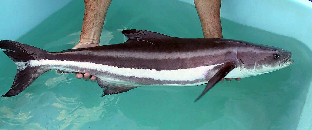 Cobia sight-fishing near a floating buoy