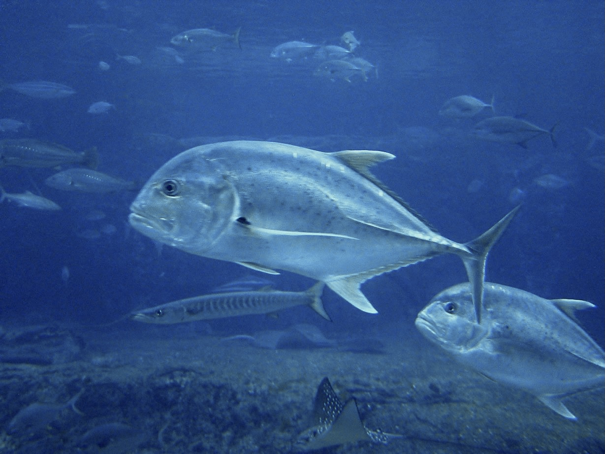 Giant trevally striking a popper lure